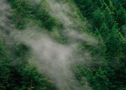 Envol dans la brume — motif 12, détail de la forêt verte et de la brume du papier peint, zone visible de la source