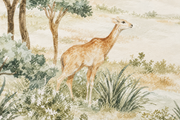 Safari für die Kleinen — Fototapete · Foto 102
